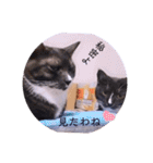ガッシーねこーずちーず増し増しスタンプ（個別スタンプ：31）