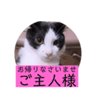ガッシーねこーずちーず増し増しスタンプ（個別スタンプ：32）