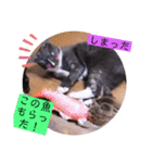 ガッシーねこーずちーず増し増しスタンプ（個別スタンプ：33）