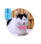 ガッシーねこーずちーず増し増しスタンプ（個別スタンプ：34）