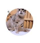 ガッシーねこーずちーず増し増しスタンプ（個別スタンプ：35）