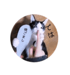 ガッシーねこーずちーず増し増しスタンプ（個別スタンプ：36）