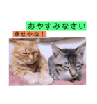 ガッシーねこーずちーず増し増しスタンプ（個別スタンプ：38）