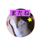 ガッシーねこーずちーず増し増しスタンプ（個別スタンプ：40）