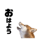 柴犬しか勝たん（どこでも使える日常会話）（個別スタンプ：1）