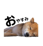 柴犬しか勝たん（どこでも使える日常会話）（個別スタンプ：2）