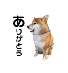 柴犬しか勝たん（どこでも使える日常会話）（個別スタンプ：3）