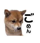 柴犬しか勝たん（どこでも使える日常会話）（個別スタンプ：4）