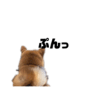 柴犬しか勝たん（どこでも使える日常会話）（個別スタンプ：6）