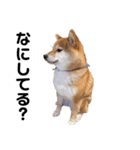 柴犬しか勝たん（どこでも使える日常会話）（個別スタンプ：8）