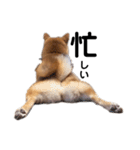 柴犬しか勝たん（どこでも使える日常会話）（個別スタンプ：9）