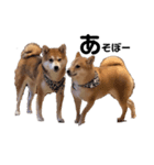 柴犬しか勝たん（どこでも使える日常会話）（個別スタンプ：11）