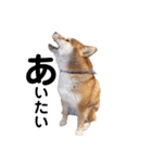 柴犬しか勝たん（どこでも使える日常会話）（個別スタンプ：12）