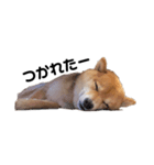 柴犬しか勝たん（どこでも使える日常会話）（個別スタンプ：13）