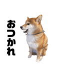 柴犬しか勝たん（どこでも使える日常会話）（個別スタンプ：14）