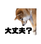 柴犬しか勝たん（どこでも使える日常会話）（個別スタンプ：15）
