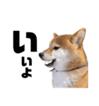 柴犬しか勝たん（どこでも使える日常会話）（個別スタンプ：16）