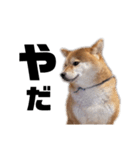 柴犬しか勝たん（どこでも使える日常会話）（個別スタンプ：17）