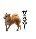 柴犬しか勝たん（どこでも使える日常会話）（個別スタンプ：18）