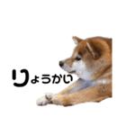 柴犬しか勝たん（どこでも使える日常会話）（個別スタンプ：19）