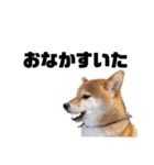 柴犬しか勝たん（どこでも使える日常会話）（個別スタンプ：20）