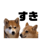 柴犬しか勝たん（どこでも使える日常会話）（個別スタンプ：21）