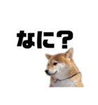 柴犬しか勝たん（どこでも使える日常会話）（個別スタンプ：22）