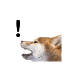 柴犬しか勝たん（どこでも使える日常会話）（個別スタンプ：23）