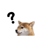 柴犬しか勝たん（どこでも使える日常会話）（個別スタンプ：24）