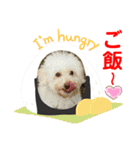 Ashのhappy life①（個別スタンプ：6）