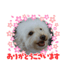 Ashのhappy life①（個別スタンプ：11）