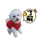 Ashのhappy life①（個別スタンプ：19）