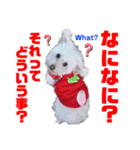 Ashのhappy life①（個別スタンプ：20）