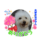Ashのhappy life①（個別スタンプ：32）