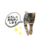 ルーちゃんとミーちゃんDX（個別スタンプ：9）