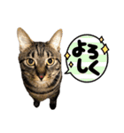ルーちゃんとミーちゃんDX（個別スタンプ：10）