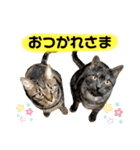 ルーちゃんとミーちゃんDX（個別スタンプ：15）