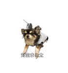 まめ犬スペシャル（個別スタンプ：2）
