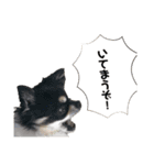 まめ犬スペシャル（個別スタンプ：4）