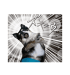 まめ犬スペシャル（個別スタンプ：5）
