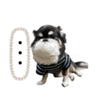 まめ犬スペシャル（個別スタンプ：6）