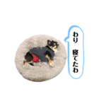 まめ犬スペシャル（個別スタンプ：8）