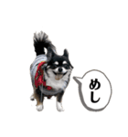 まめ犬スペシャル（個別スタンプ：9）