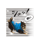 まめ犬スペシャル（個別スタンプ：10）