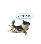 まめ犬スペシャル（個別スタンプ：11）