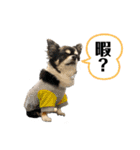 まめ犬スペシャル（個別スタンプ：14）
