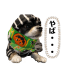 まめ犬スペシャル（個別スタンプ：16）