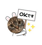 ぽこぽこねこすたんぷ6（個別スタンプ：1）