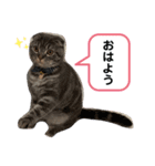 ぽこぽこねこすたんぷ6（個別スタンプ：2）