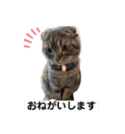 ぽこぽこねこすたんぷ6（個別スタンプ：3）